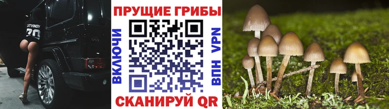 Псилоцибиновые грибы GOLDEN TEACHER Берёзовка